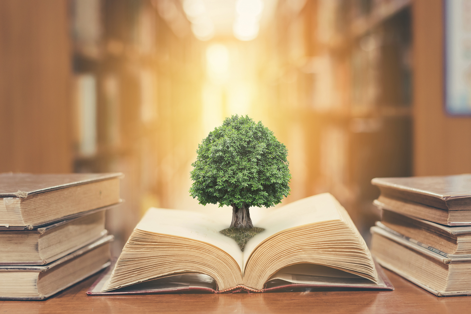 Tree on book in library